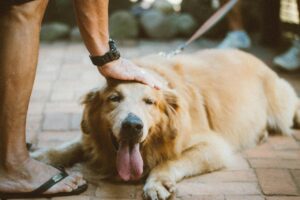 in-home-pet-care-vancouver